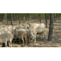 clôture de ferme tissée galvanisée à chaud